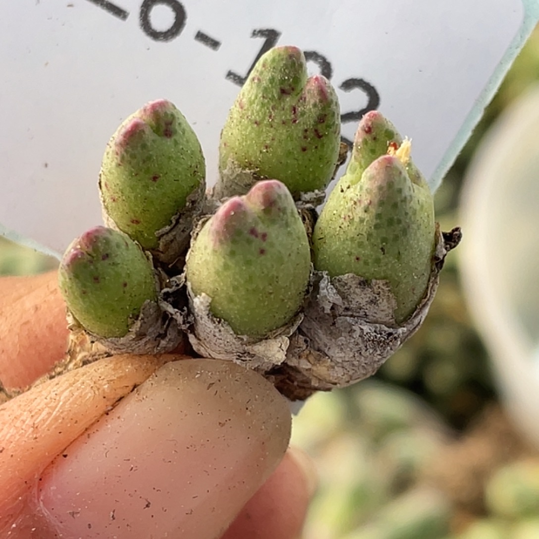 26-132草莓斑马肉锥