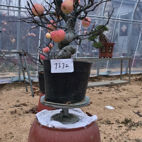 无花朵游龙精品苹果盆景