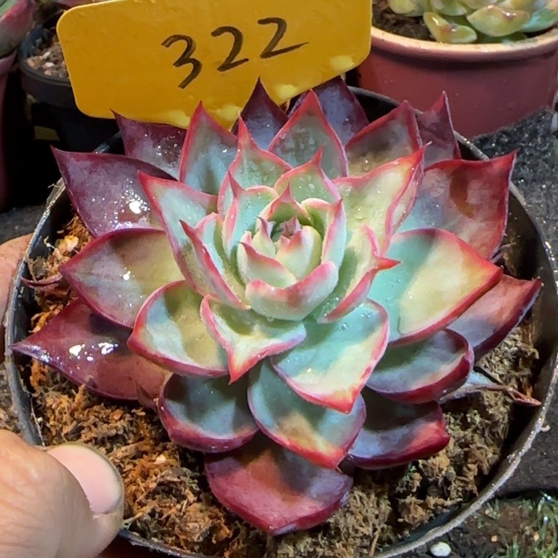 喇叭惊鸿一物一拍包装收缩花旱322