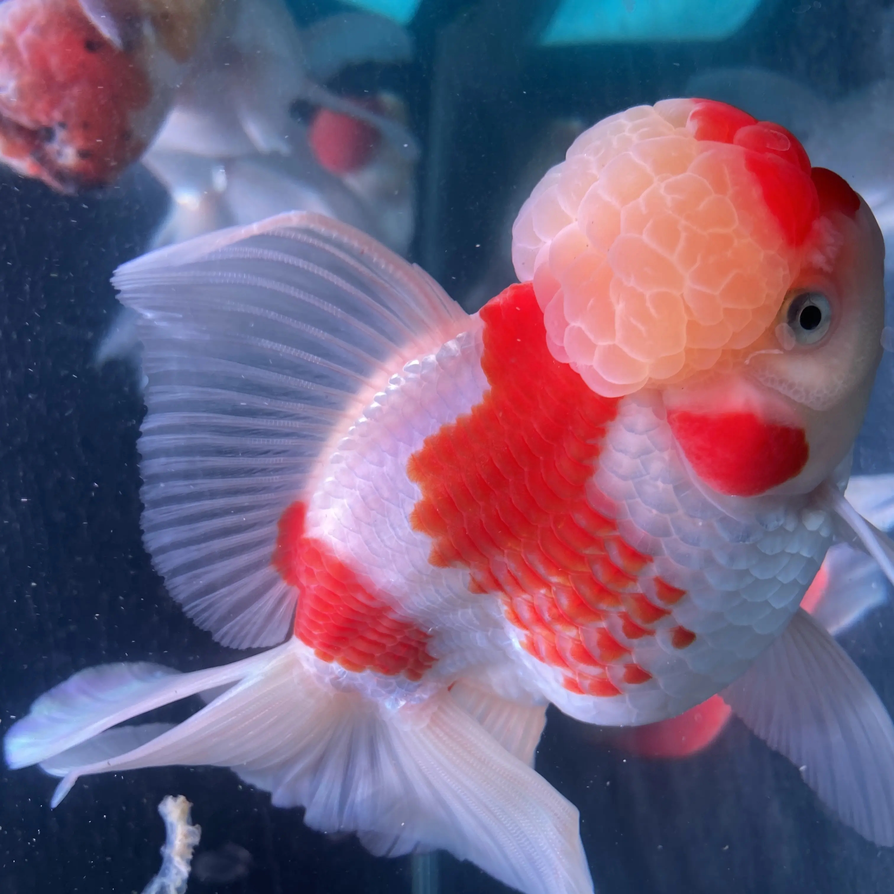 高档泰狮百褶裙金鱼淡水冷水观赏鱼耐活好养招财