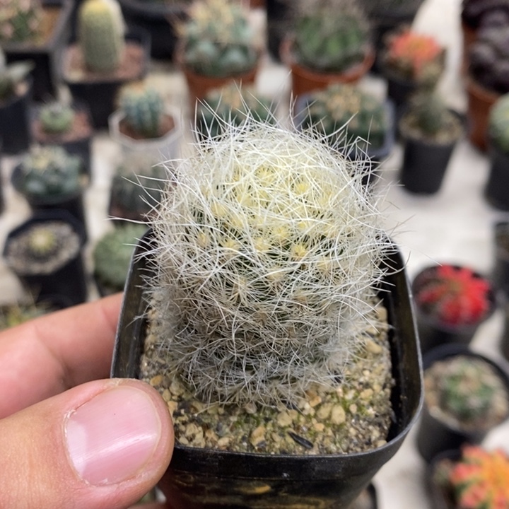 实生浑伦玉特价福利