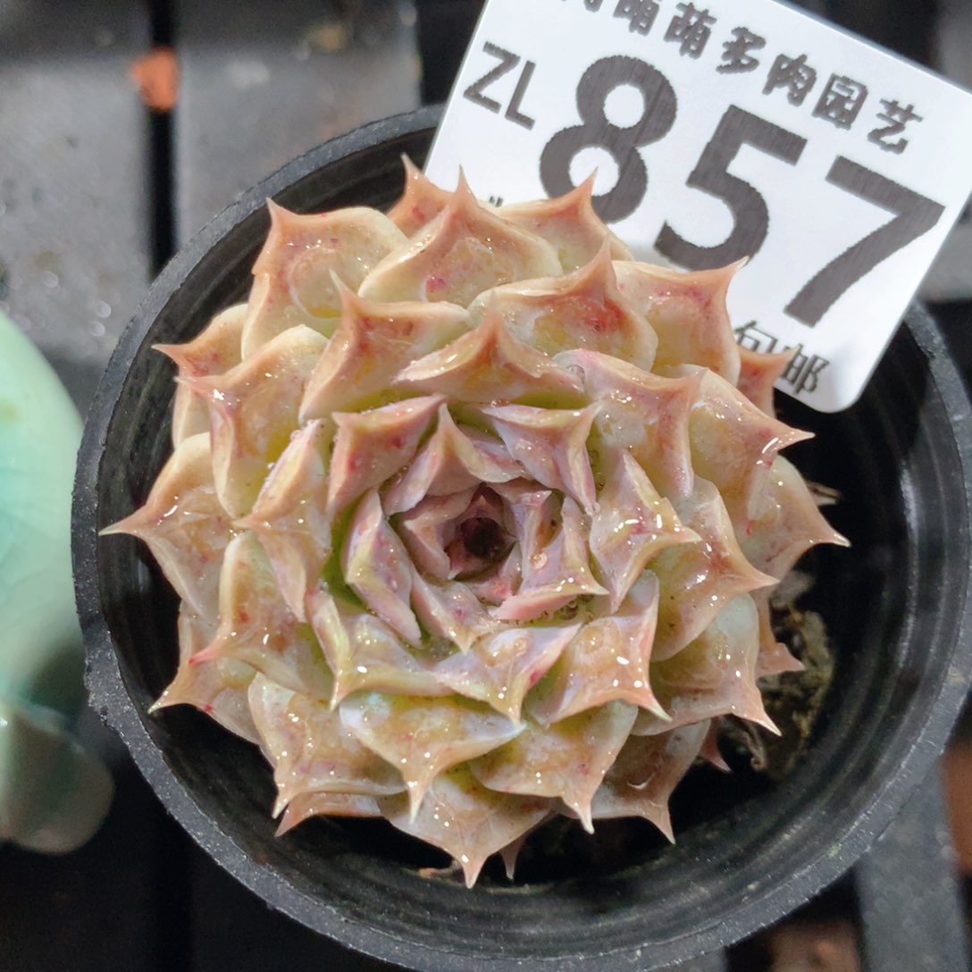 5CM拇指盆精控多肉ZL857