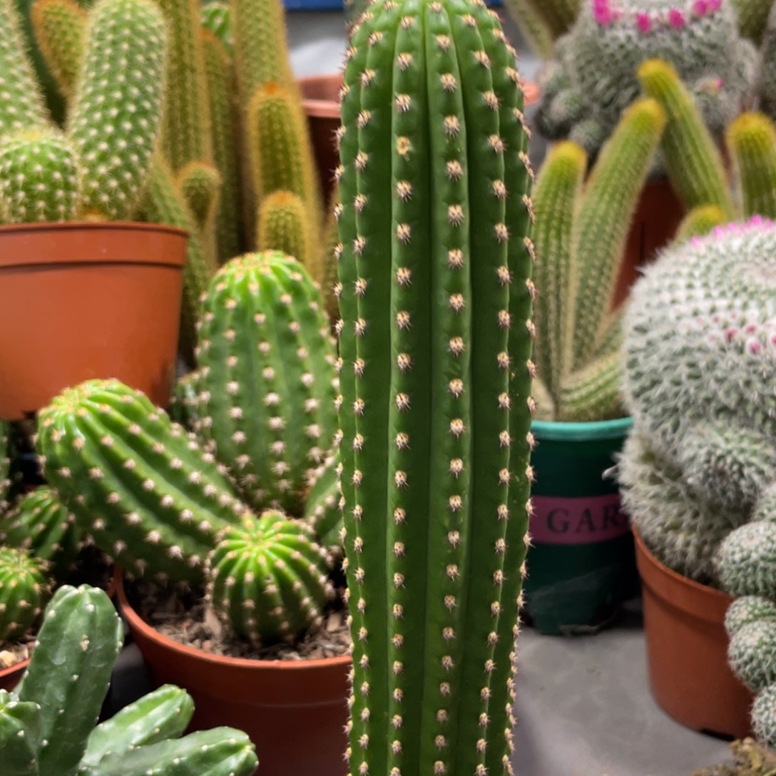 自根进口金妞金4一杯