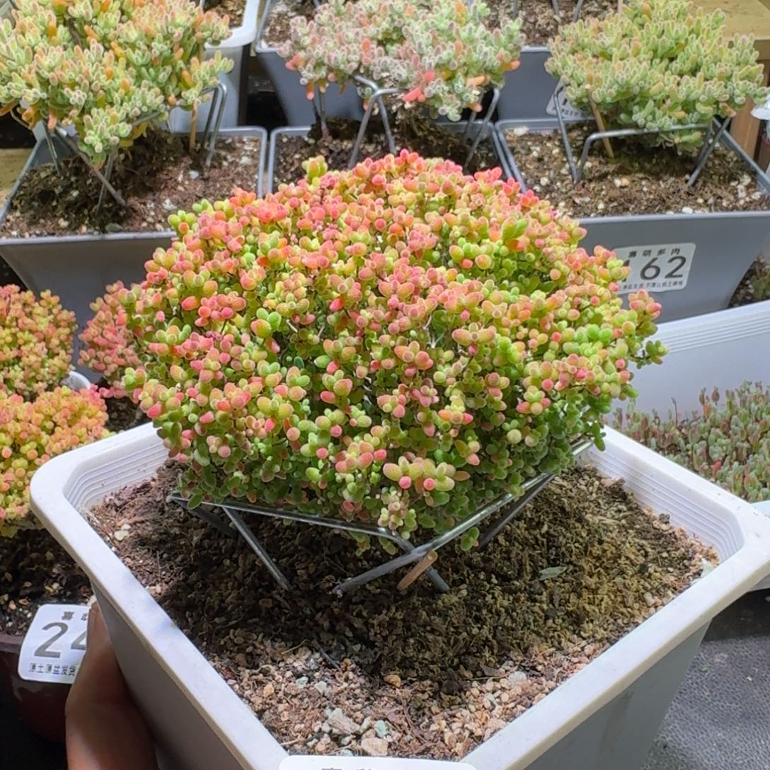 枝干番杏蜜橘糖球276