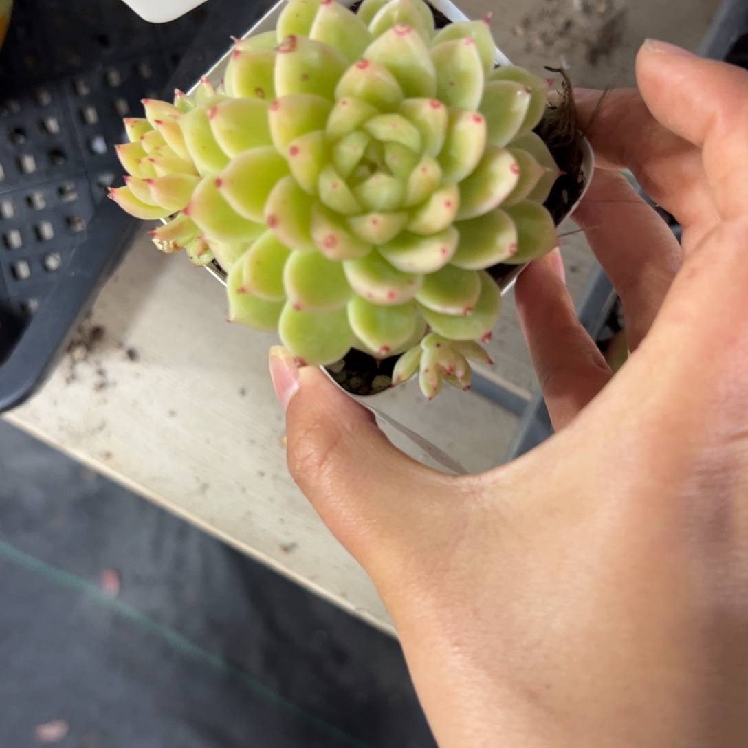 彩***落424 多肉植物组合盆栽