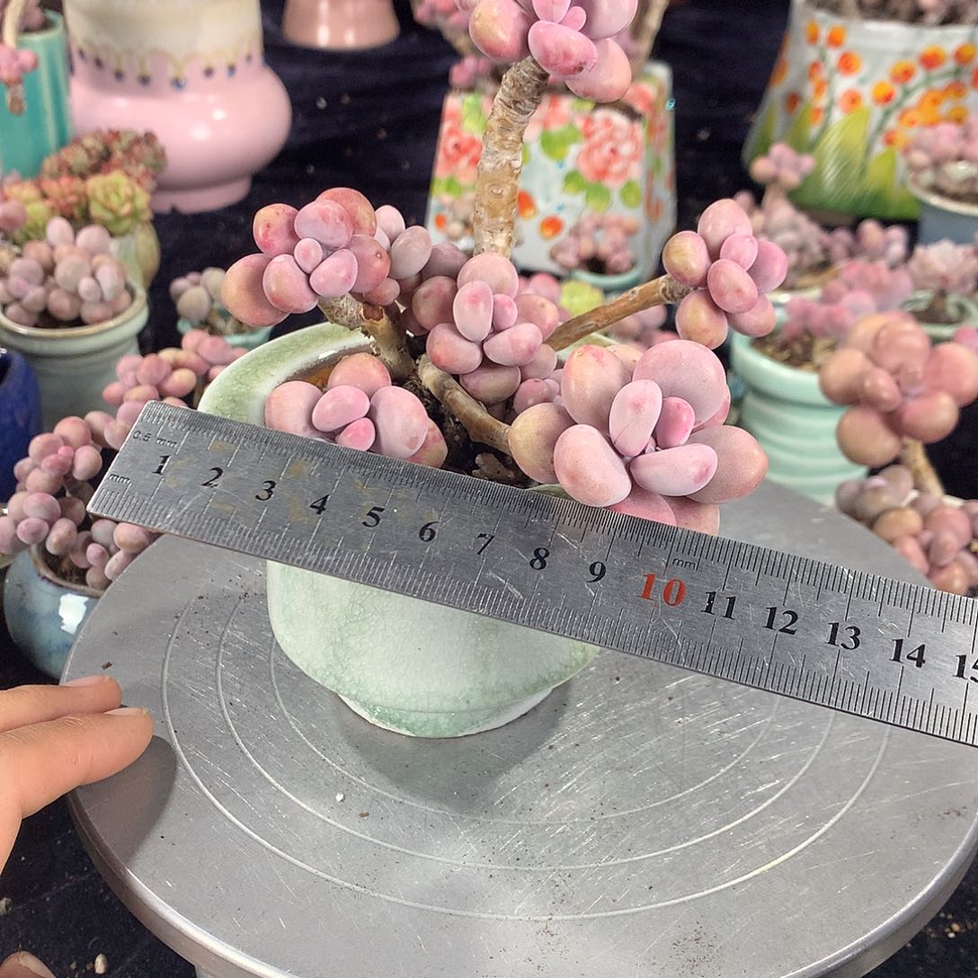 40号带盆偏远地区不包邮的