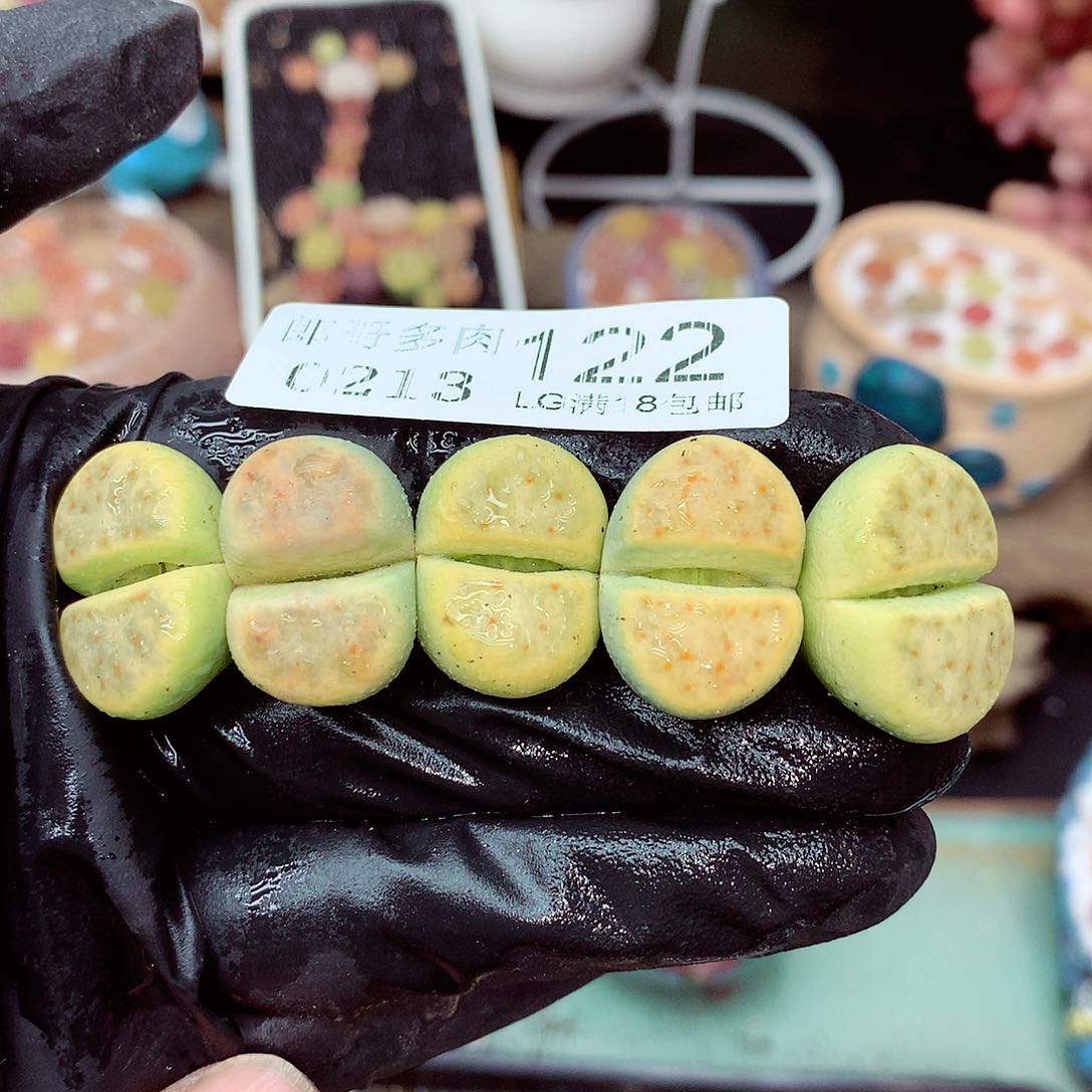 郎哥多肉生石花13-122