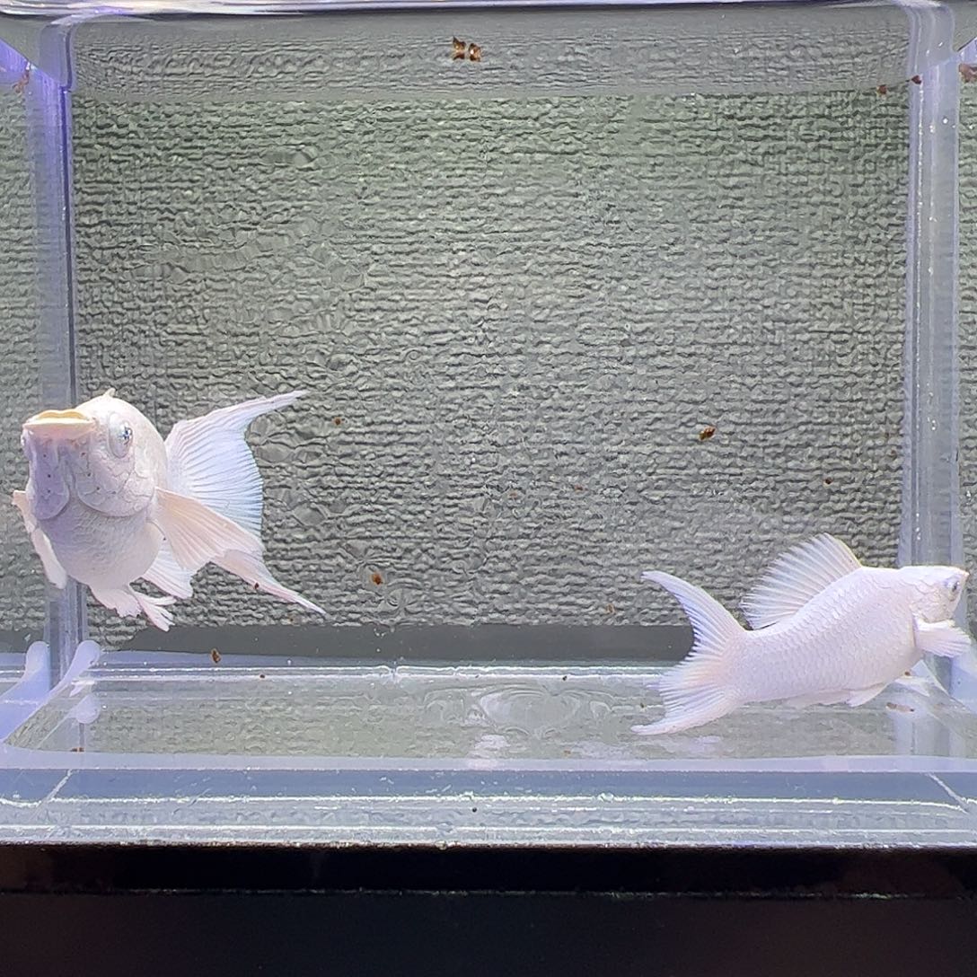 孔雀鱼瓷白大种鱼