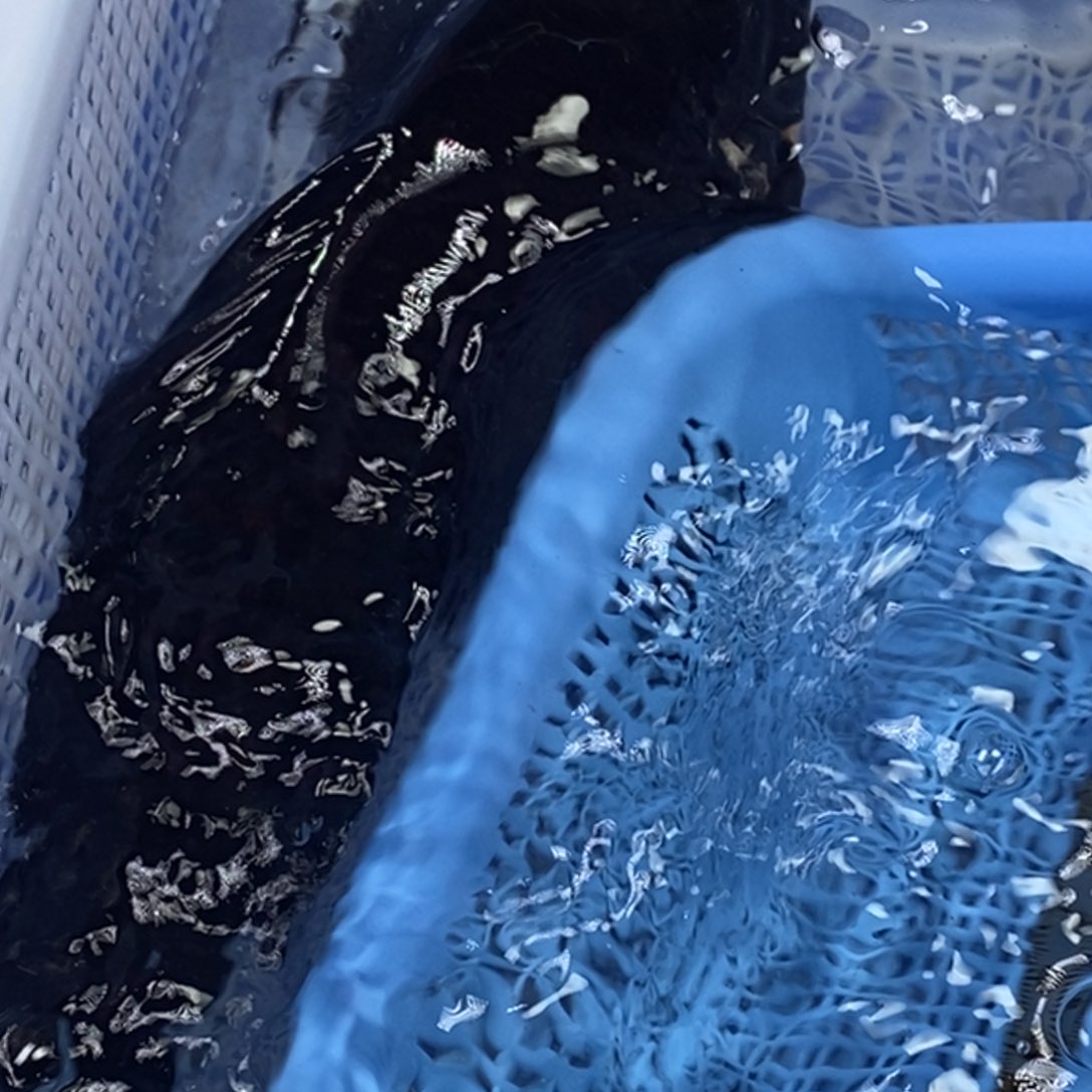 锦鲤冷水锦鲤包邮^_^