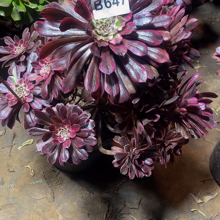 多肉法师647号油墨画发货