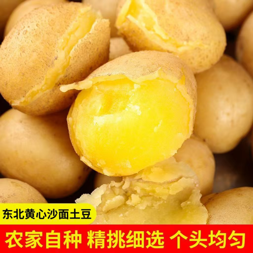 【新鲜黄皮土豆】2025年新土豆现采现发粉糯沙软黄心土豆