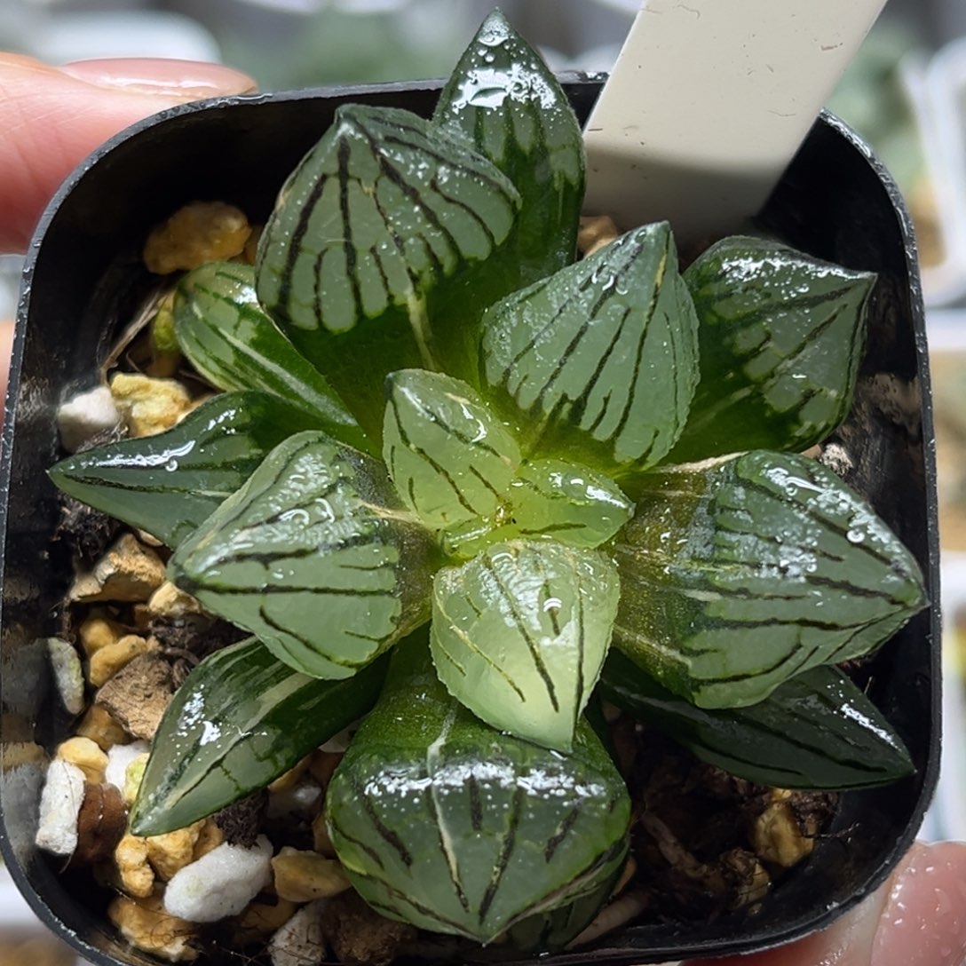 38西瓜寿锦福利专场