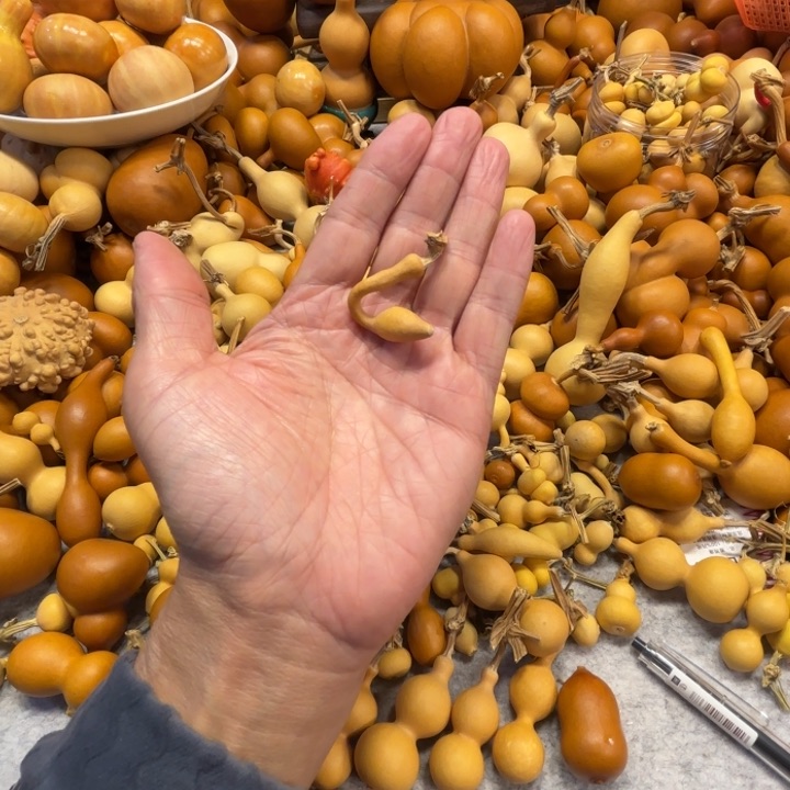 钱****！前进前进前进进的一把一行蚂蚁