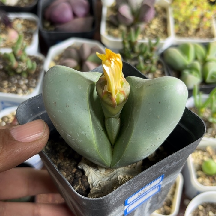 827 大金铃玉多肉植物