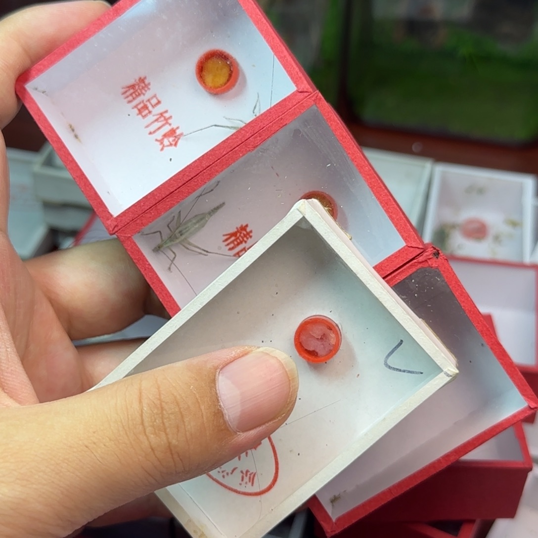3只紫竹，一只翡翠蛉