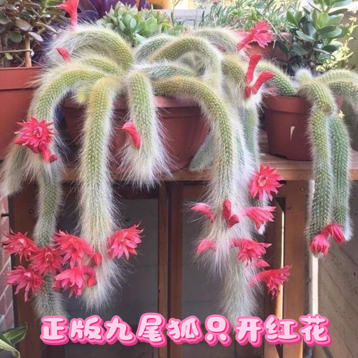 九尾狐多肉植物开花耐热耐晒好养办公室盆栽