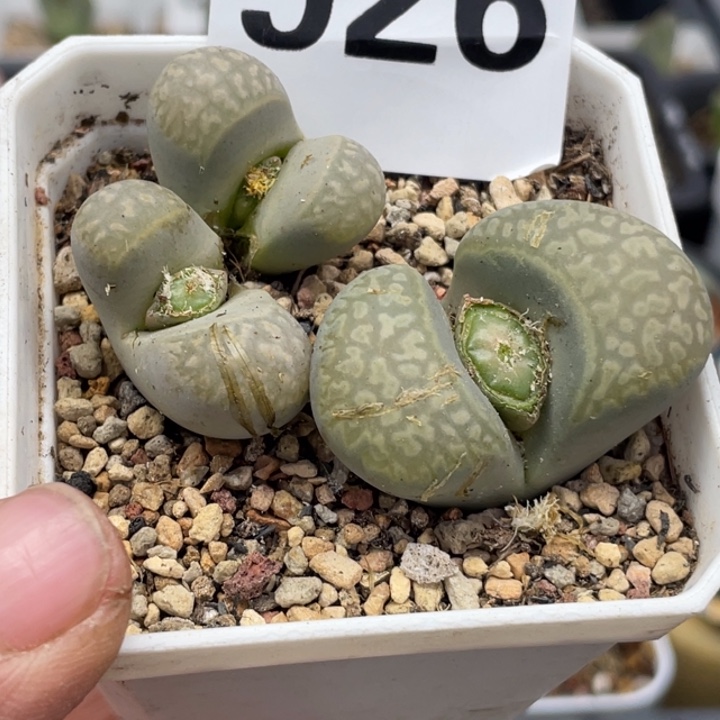 完全开放926茧带盆