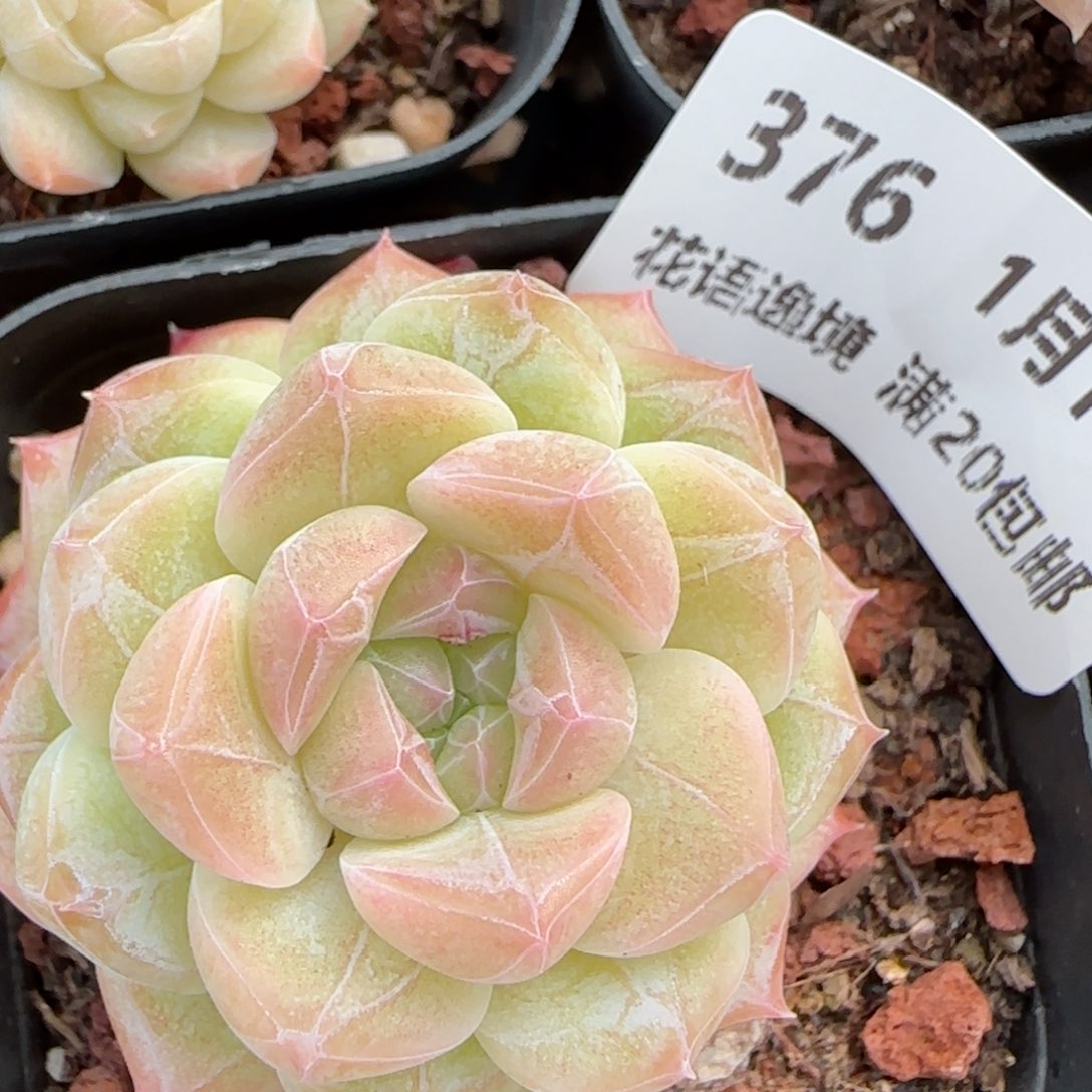 花语逸镜0116-376