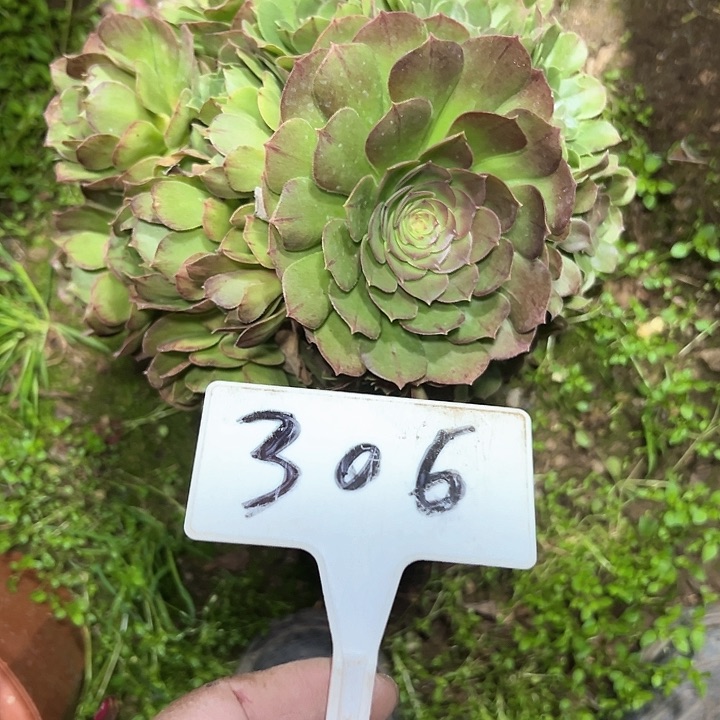 多肉植物万圣节法师