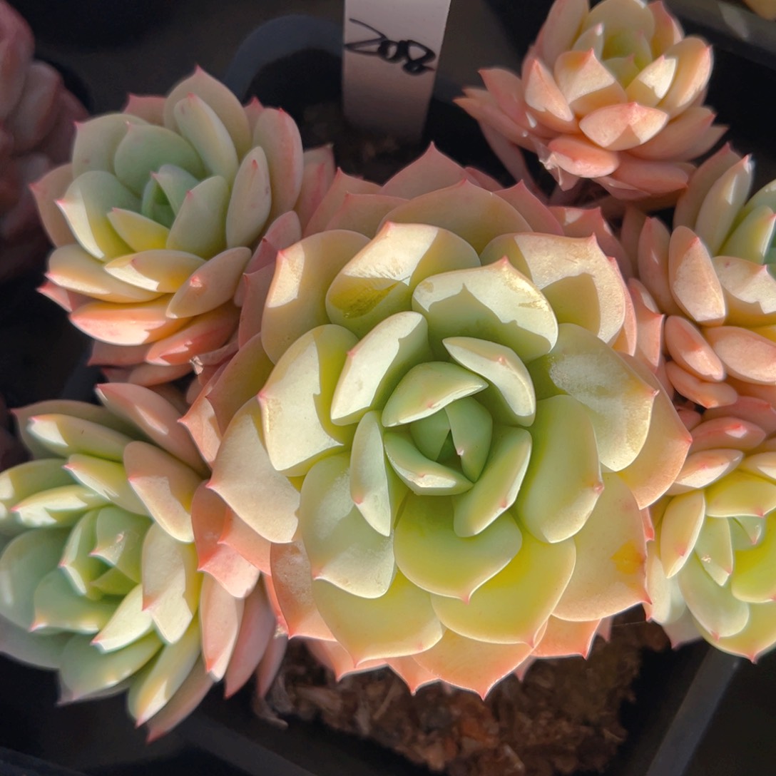 小****✨香玉的故事是一个人的故事