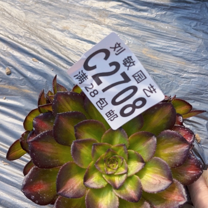 海王7彩多肉植物法师2708