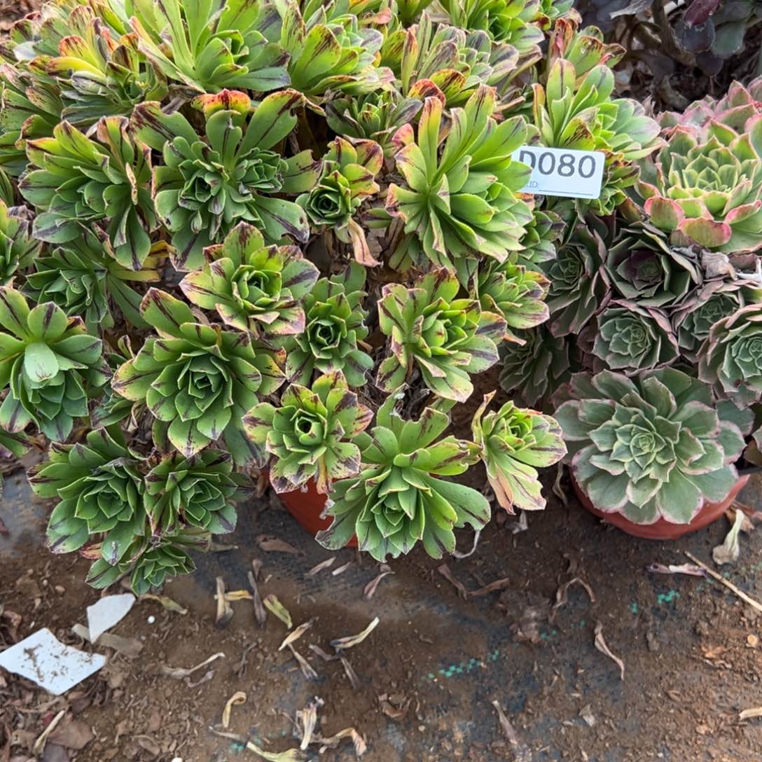 080两颗组合多肉植物法师