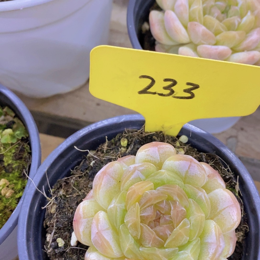 开心多肉，最后两场清货