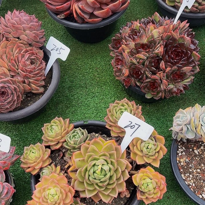 木***贝丽娟花卉白玫瑰多头