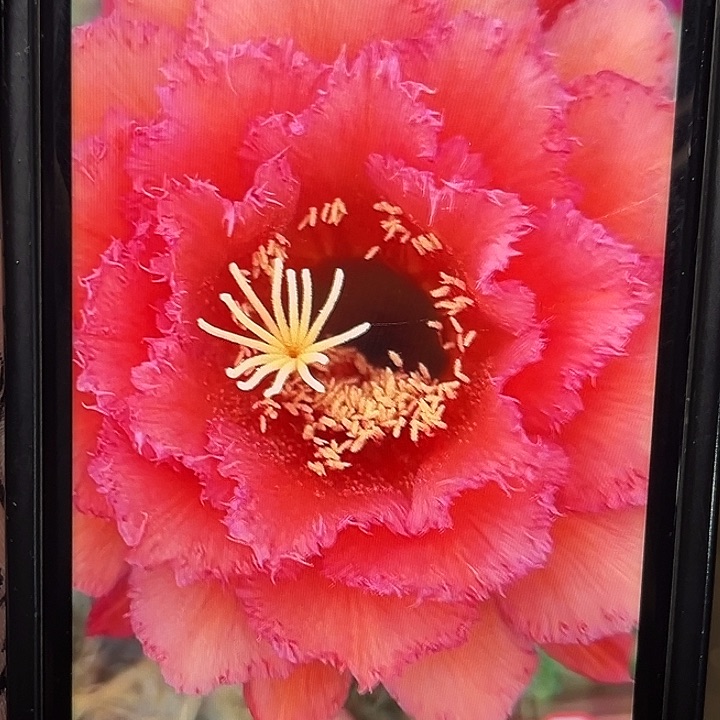 五花牛毛花柱6-7厘米起带根球