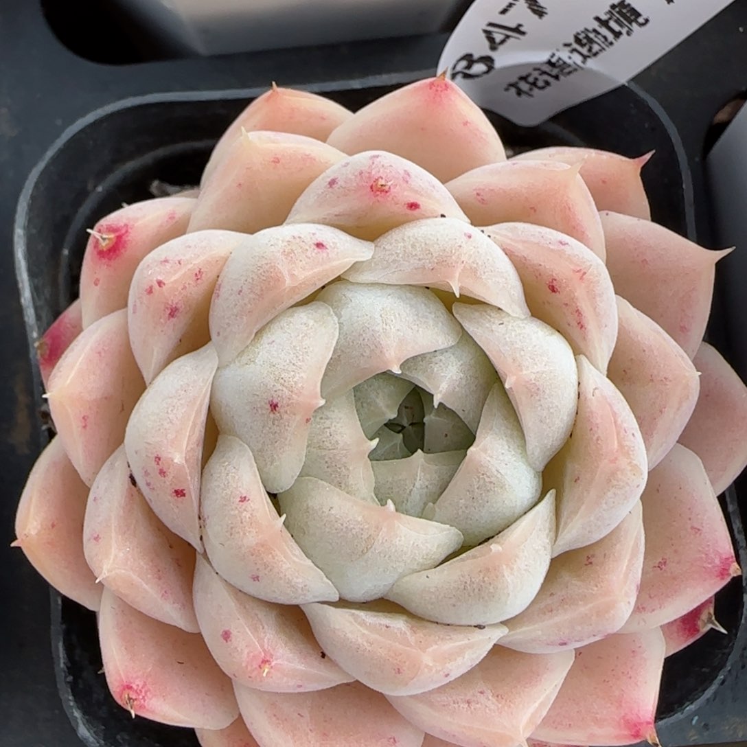 花语逸境0219-847