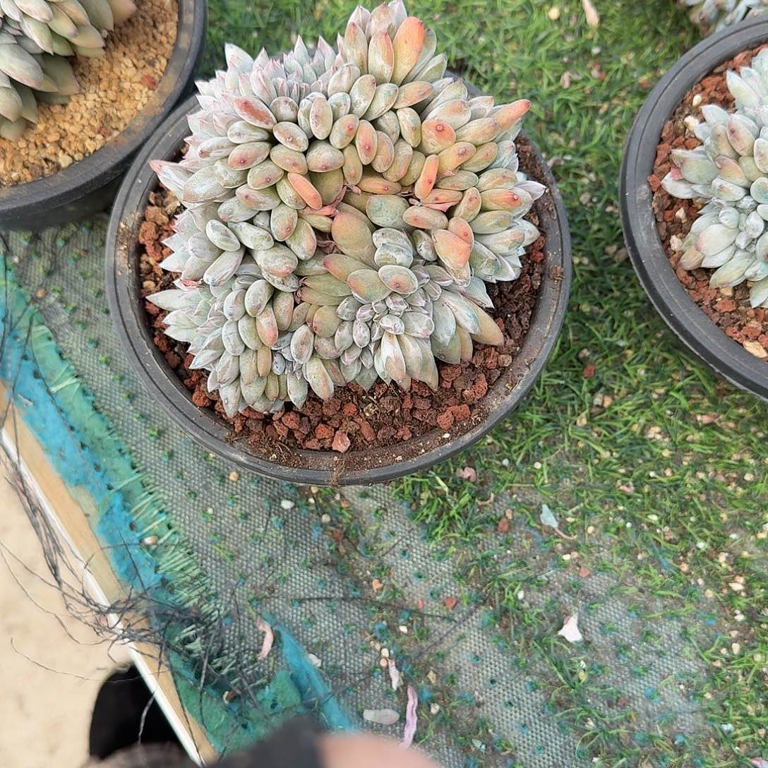 石榴籽星影缀化默认有切