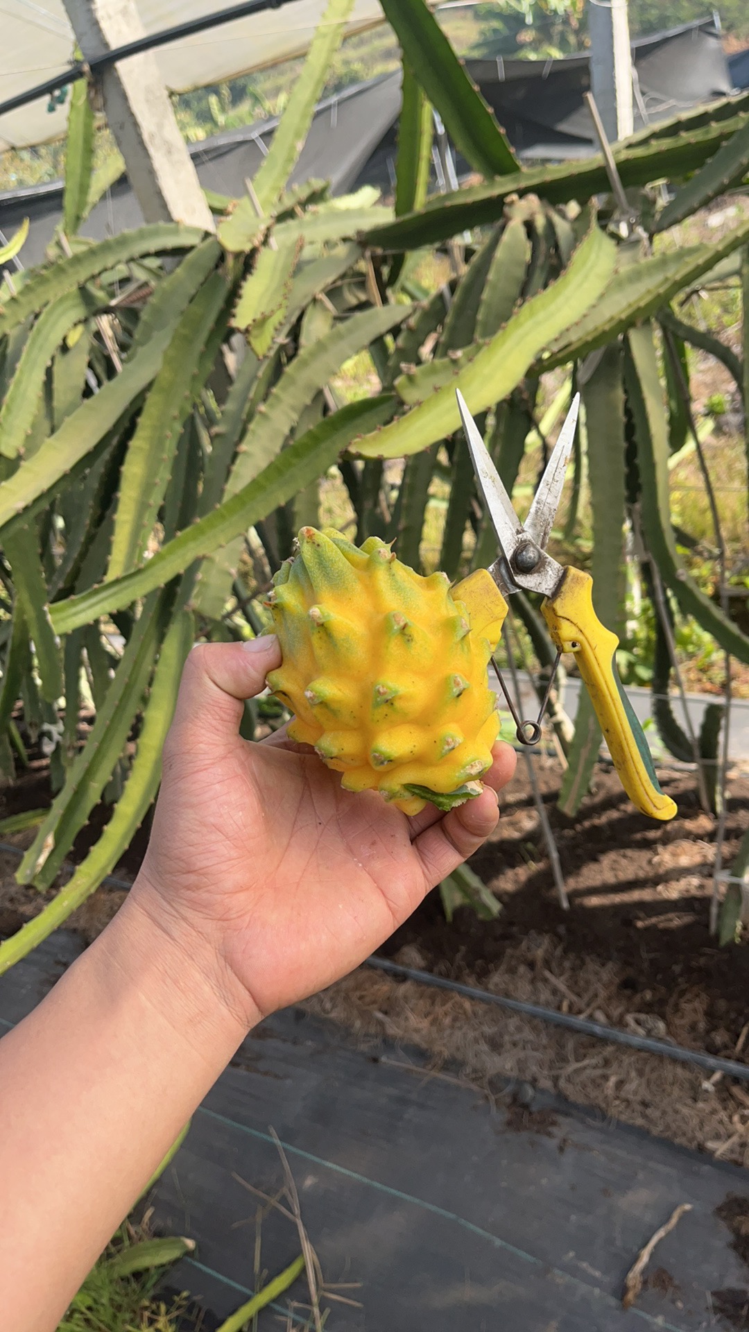 云南麒麟燕窝果正宗当季新鲜水果甜如冰糖批发小众水果