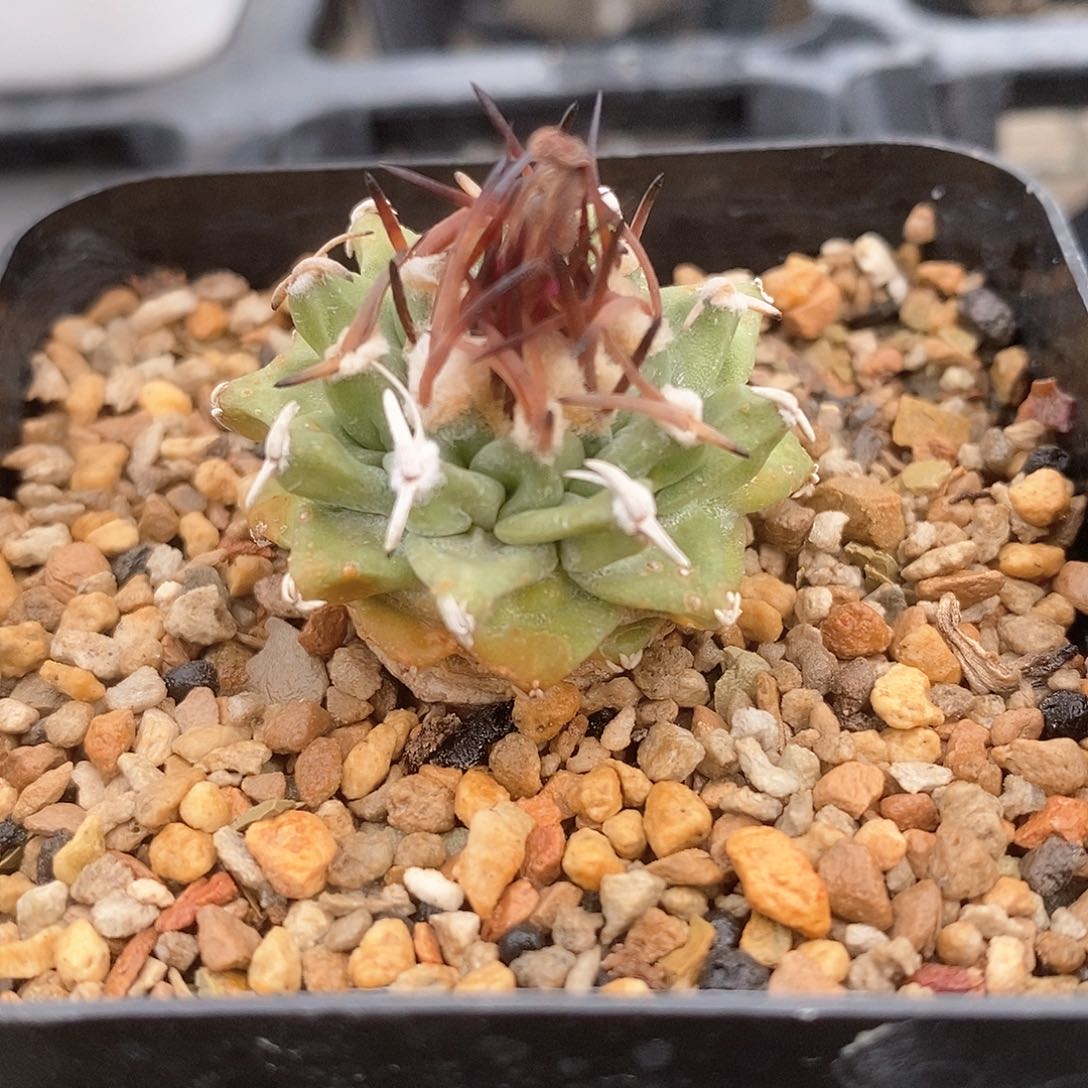 赤花娇丽实生3.2公分