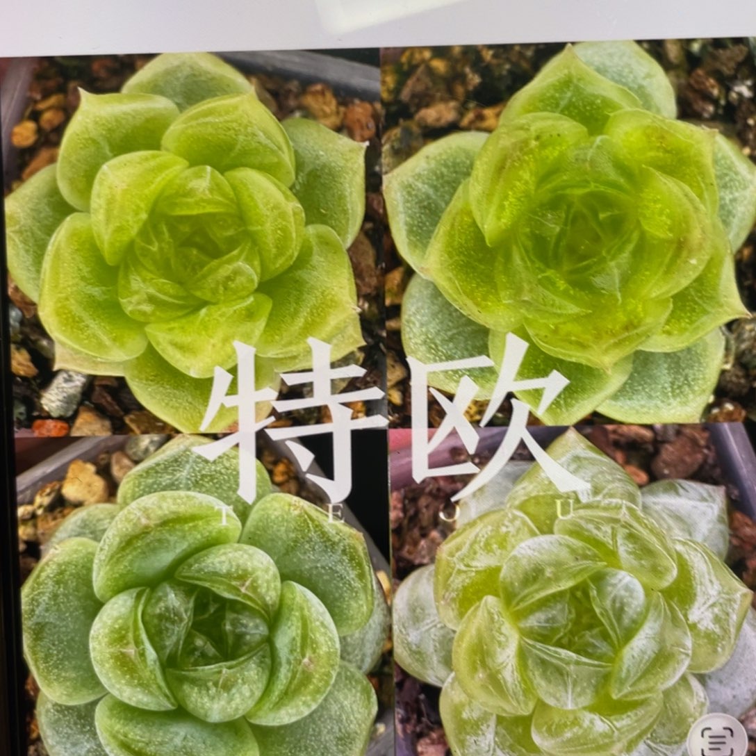 特欧20粒，超推荐，口碑必拍款，正价38.8