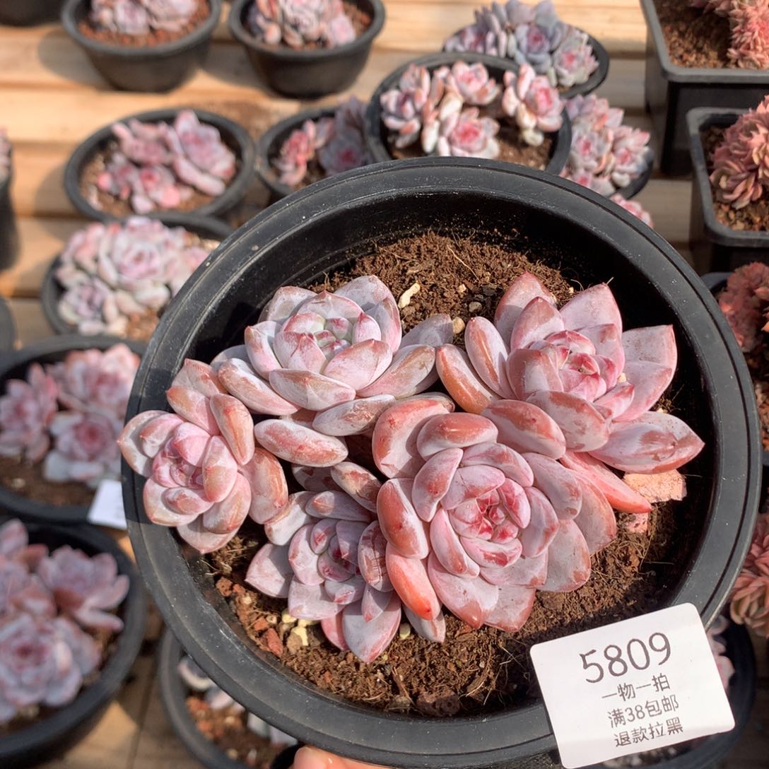 13.5厘米五头有砍溏心石榴籽 5809