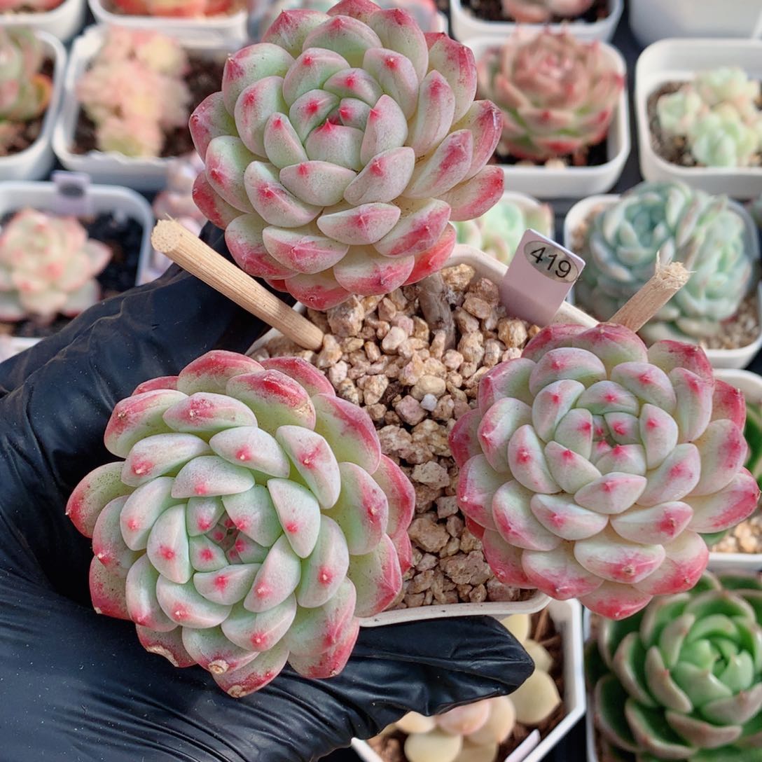 糖心58包邮  群生不包整419