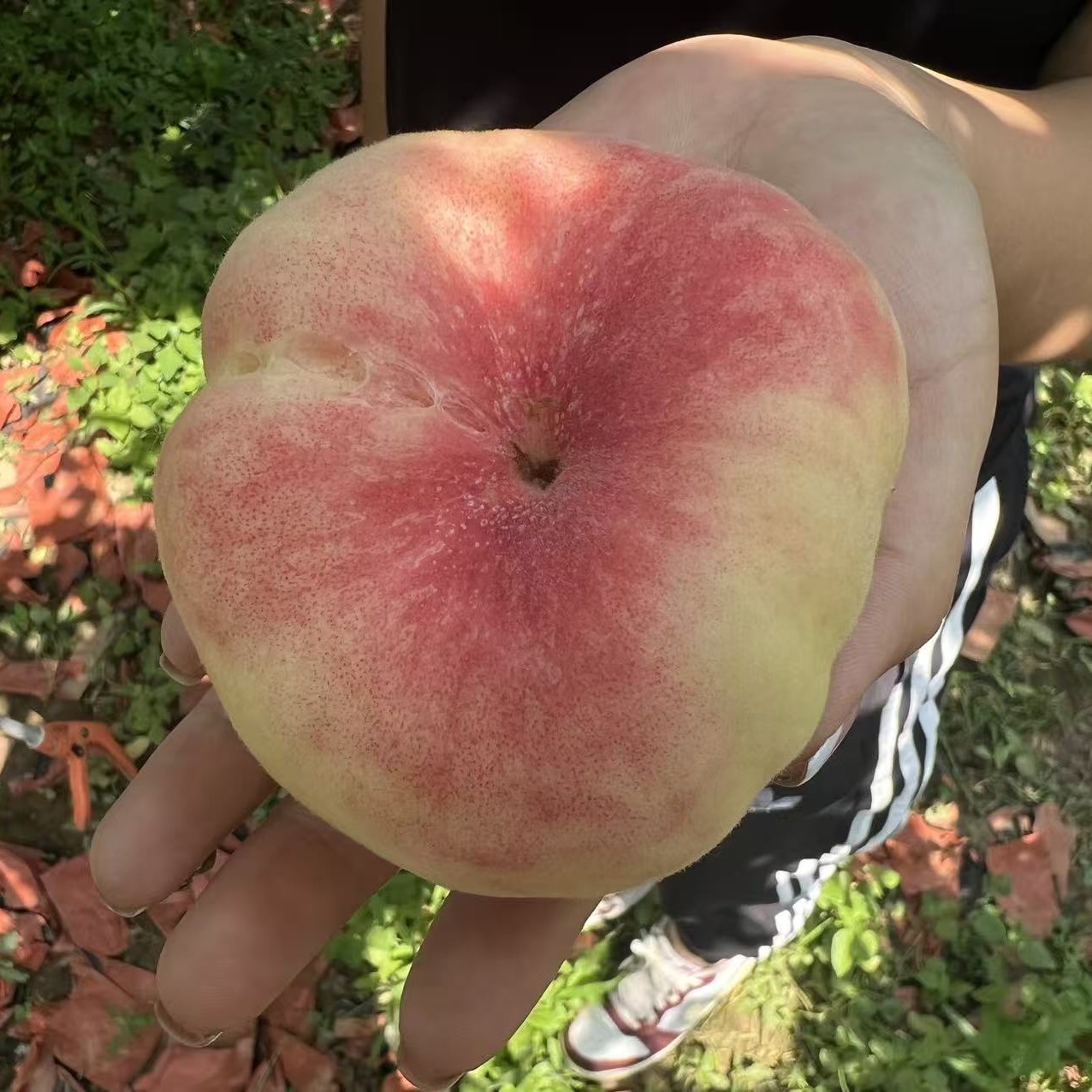 河北顺平王母娘娘蟠桃新鲜采摘当季新鲜水果桃子河北省