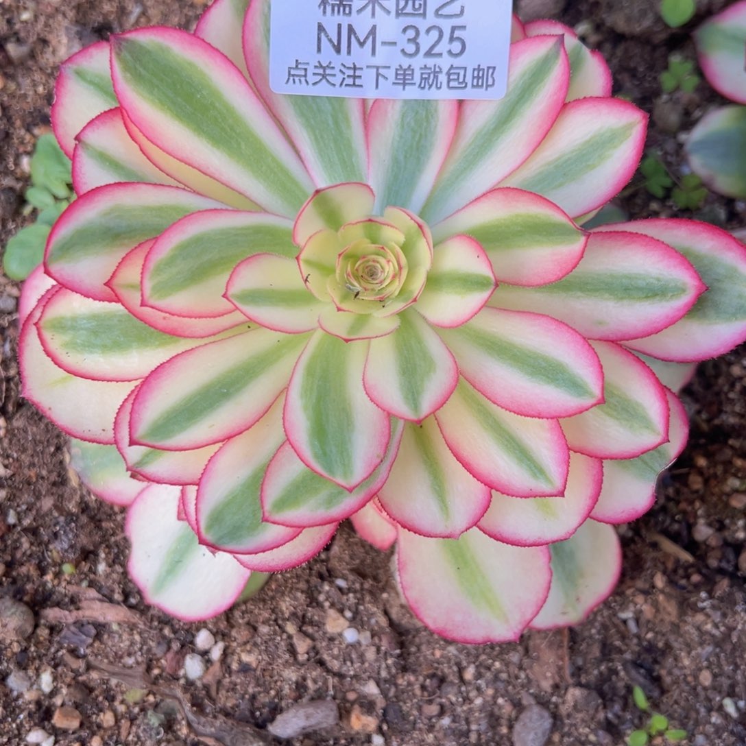 荔枝多肉植物325