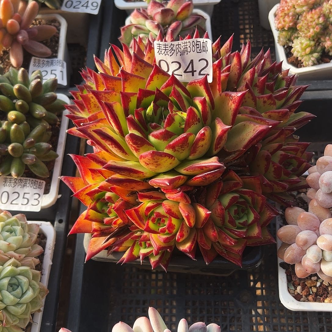 多肉一物一拍植物0242