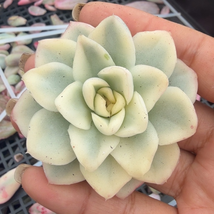 雪鸢锦腹轮锦主头 