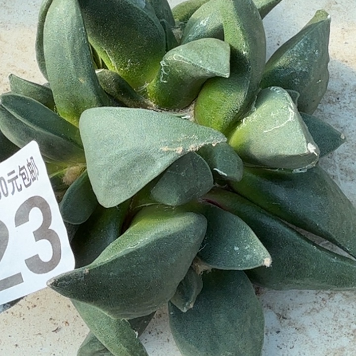 无花朵大龙牙群523