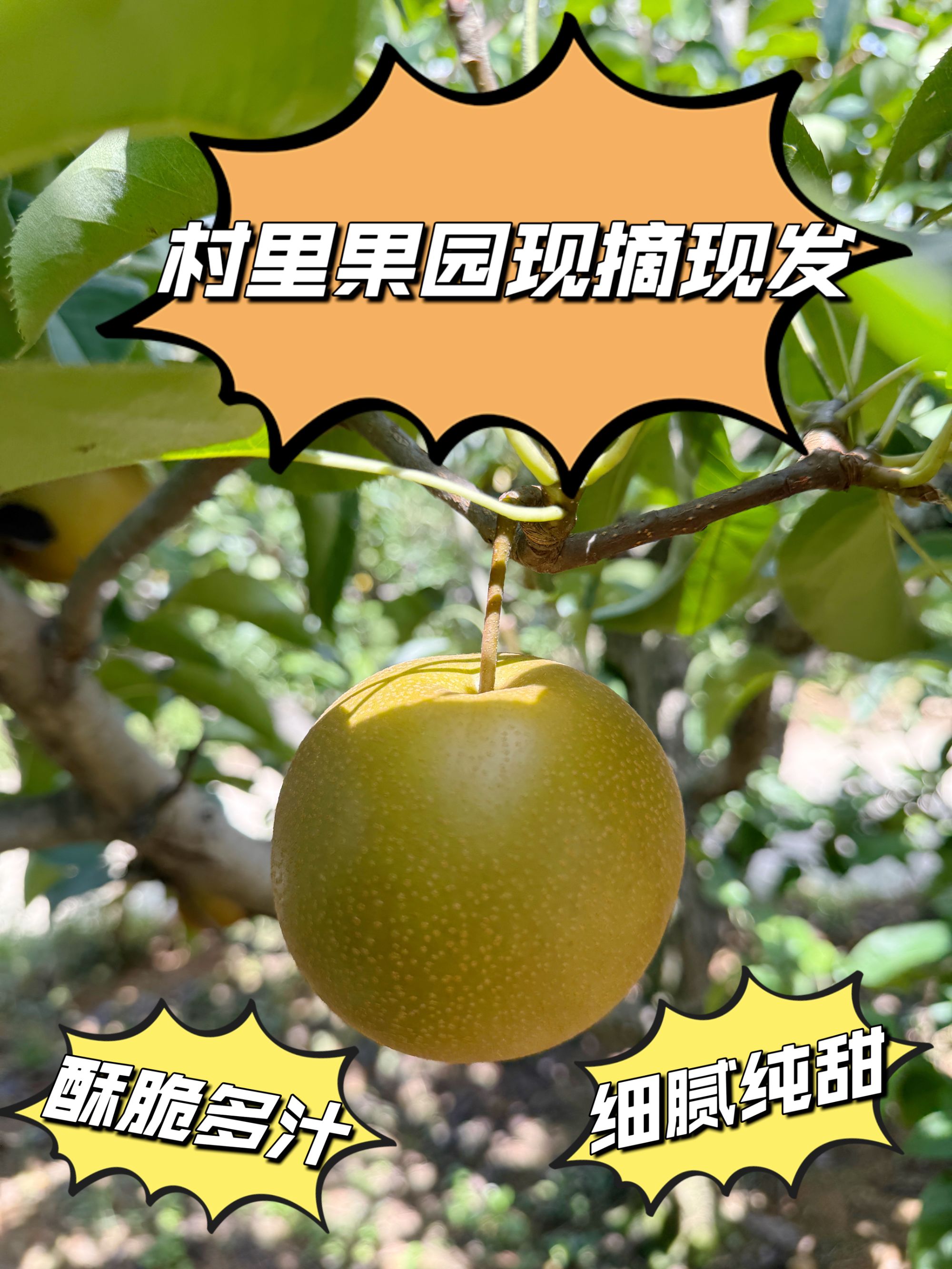 5/10斤现摘现发新鲜圆黄梨（套袋款和非套袋款随机发，特别需要留）