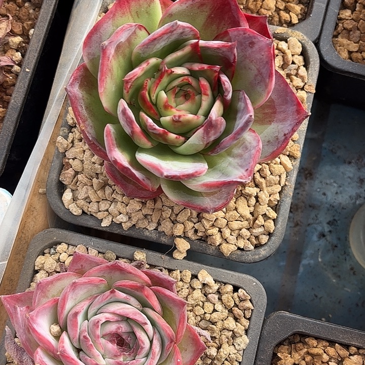 木***嘻惊鸿仙子多肉植物5801