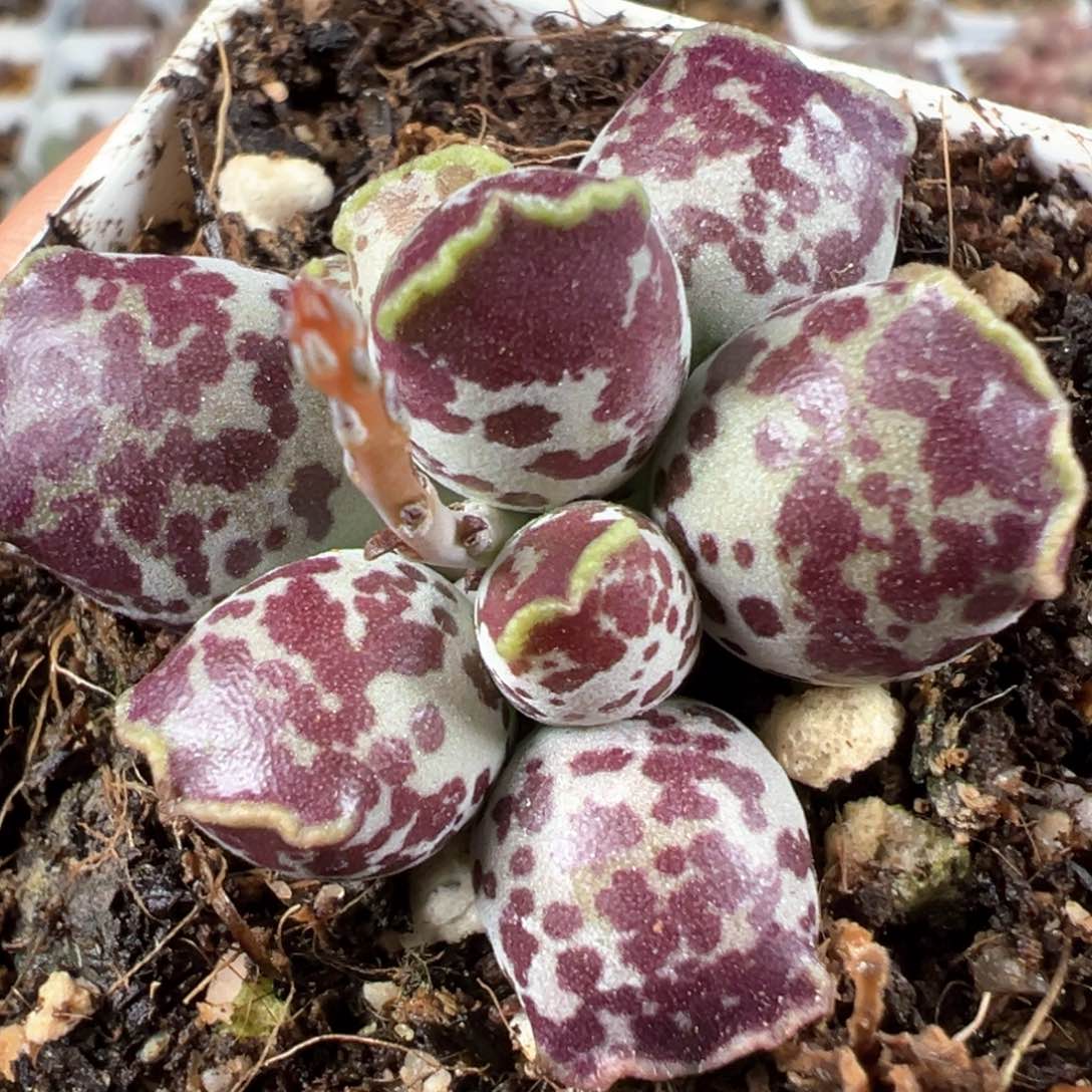 达摩海豹多头纯木质桩多肉植物水泡