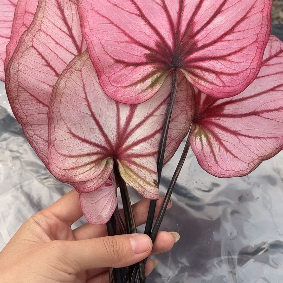 完全开放L030个体养定