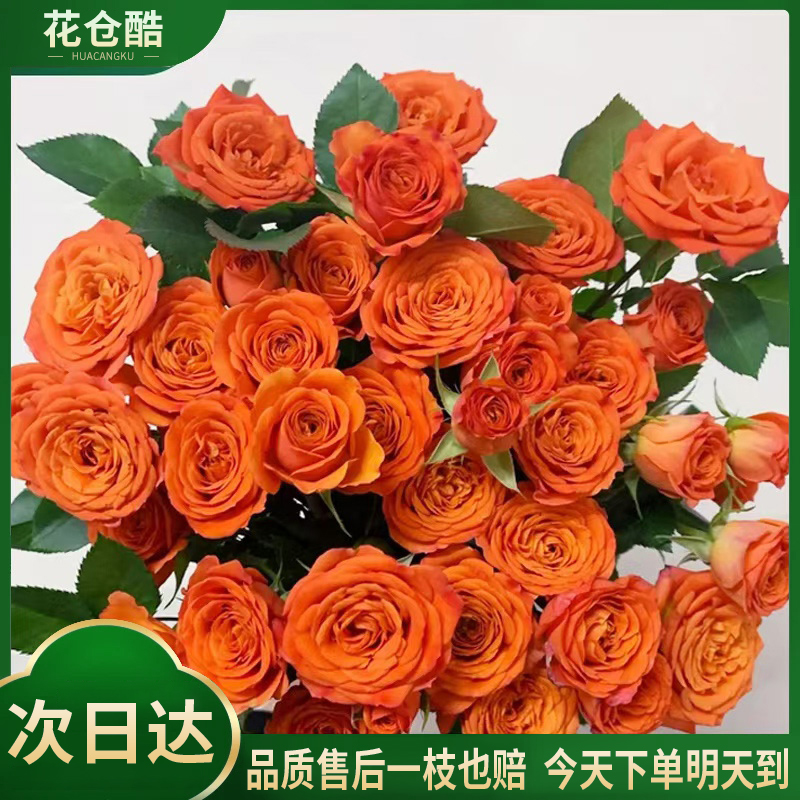 【橙色芭比】5枝多头玫瑰泡泡好养护花期长生活鲜花切花京东物流配送上门批发直播次日达满两份包邮送保鲜剂