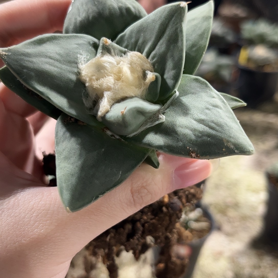 5号8.5cm实生大尤牛舌牡丹