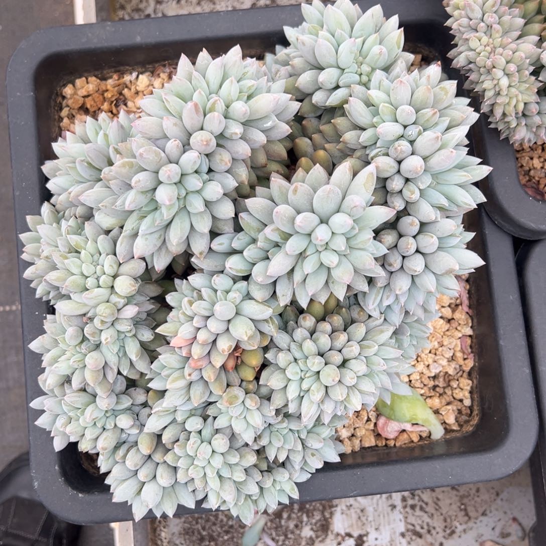 所罗门大缀化  冠幅25左右 