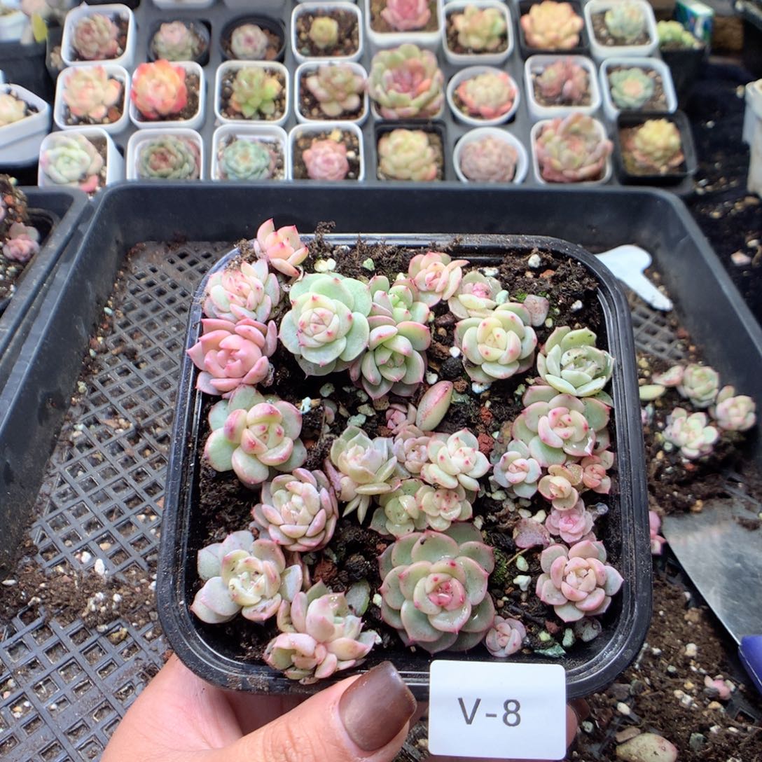 无花朵V8英语英语