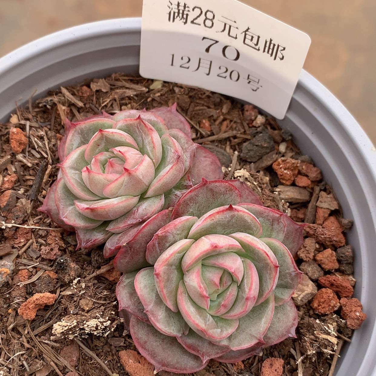 【闪购商品】云70号五厘米